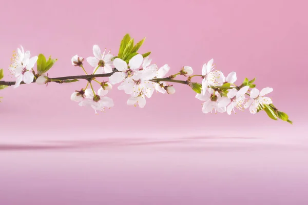 Witte Lente Bloeiende Bloemen Een Boom Tak Roze Achtergrond Close — Stockfoto