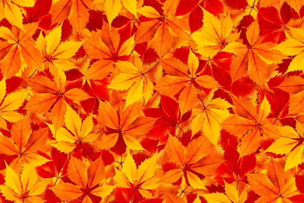 Herbst Bunt Herbst Blätter Hintergrund — Stockfoto