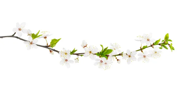 Beyaz Bahar Çiçeğinin Dalları Beyazda Izole Edilmiş Yol Dahil — Stok fotoğraf