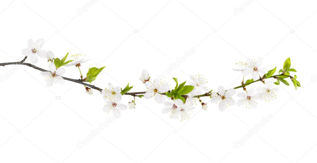 Branch of white spring blossom. Isolated on white. Path included.