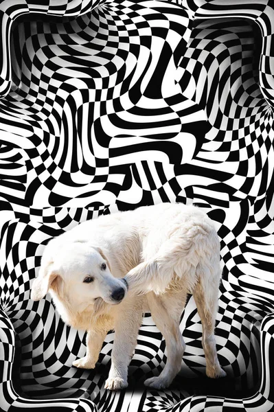 Cão Mordendo Sua Cauda Contra Surreal Abstrato Preto Branco Curvas — Fotografia de Stock