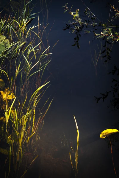 Underwater 4 — Stock Photo, Image