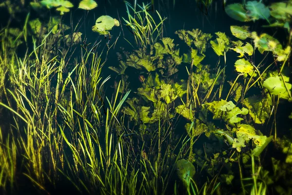 Underwater 1 — Stockfoto