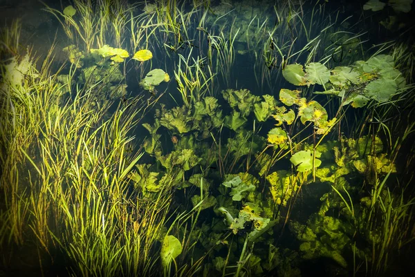 Underwater 3 — Stockfoto