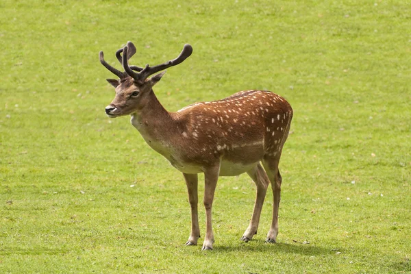 Deer looking — Stock Photo, Image