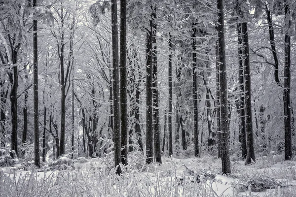 Bosque en tormenta de nieve —  Fotos de Stock