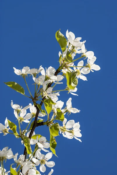 Blanco sobre azul — Foto de Stock