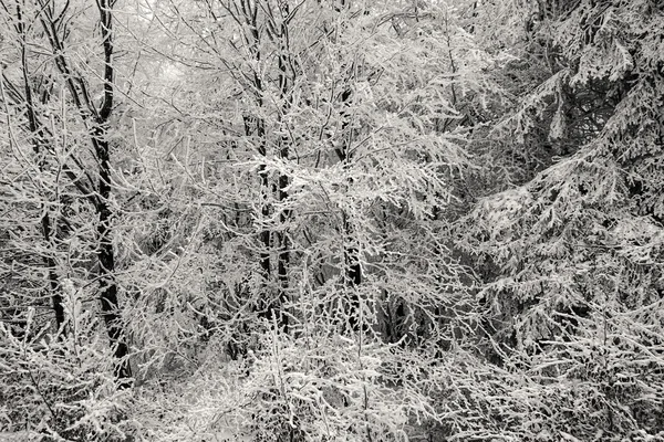 Sníh porostlých větví — Stock fotografie