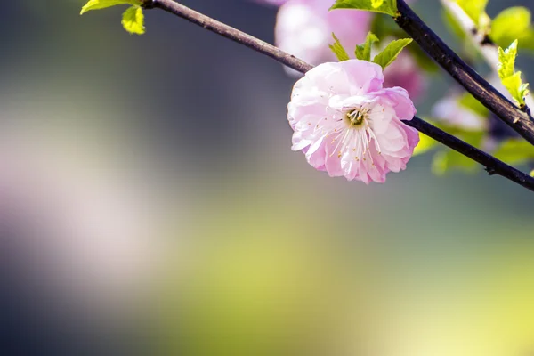 Wildrose primavera — Foto de Stock