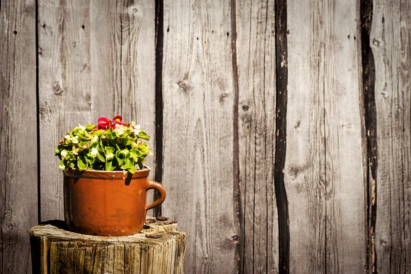 Bloemen in klei pot Rechtenvrije Stockafbeeldingen