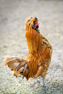 Püsküllü tavuk