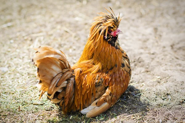 Poule orange — Photo