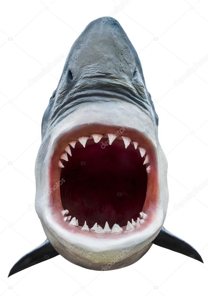 SCARICA SHARK IL PRIMO SQUALO