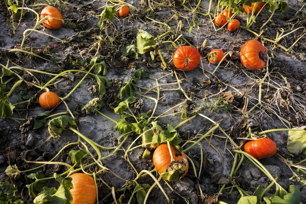 Dry pumpkin field — Stock Photo, Image