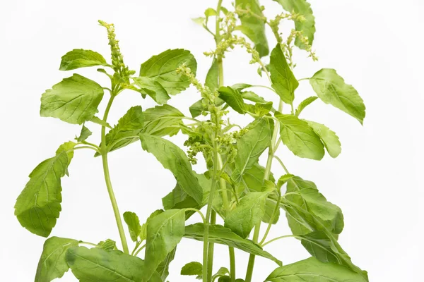 Beyaz arka planda fesleğen yaprağı