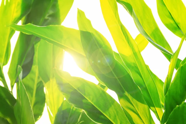 yaprak yeşil arka plan