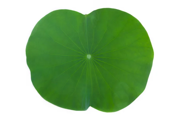 Lotus yaprak izole beyaz arka plan üzerinde