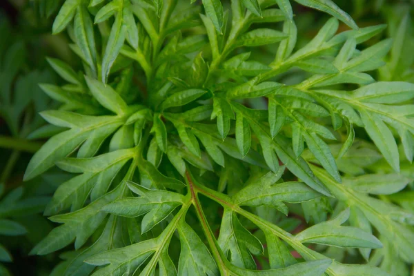 yeşil yapraklar arkaplan