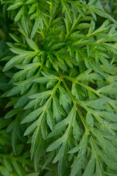 yeşil yapraklar arkaplan