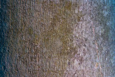 Ağaç ve ahşap deri arka planı kapat