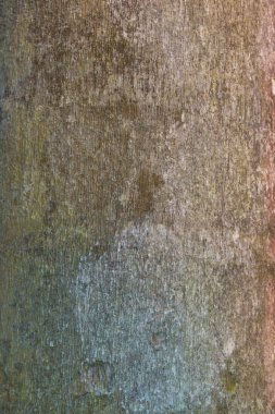 Ağaç ve ahşap deri arka planı kapat