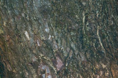 Ağaç ve ahşap deri arka planı kapat