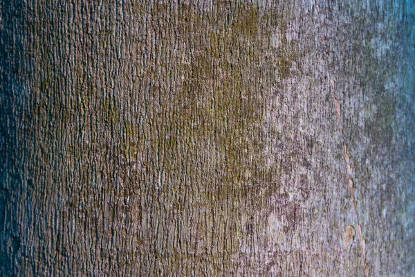 Ağaç ve ahşap deri arka planı kapat