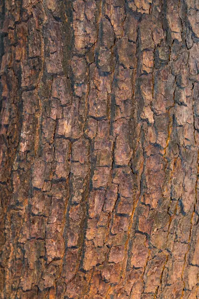 Tree and wood skin background close up — Stock Photo, Image