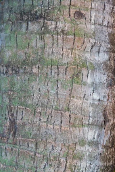 Ağaç ve ahşap deri arka planı kapat