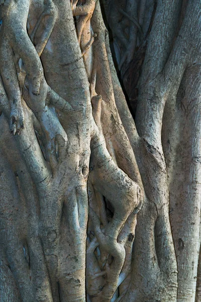 Ağaç ve ahşap deri arka planı kapat