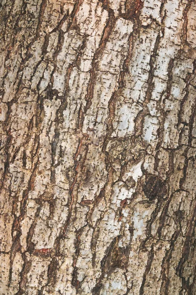 Tree and wood skin background close up — Stock Photo, Image