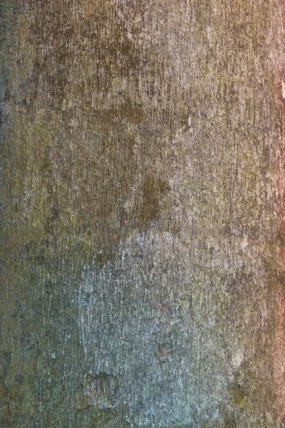 Ağaç ve ahşap deri arka planı kapat