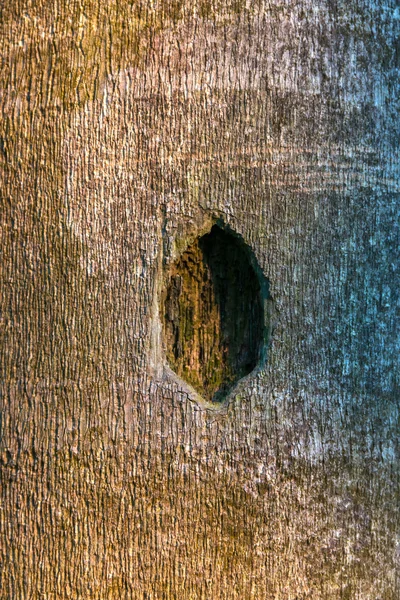Tree and wood skin background close up — Stock Photo, Image