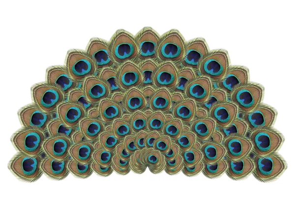 Beyaz izole tüy tavuskuşu