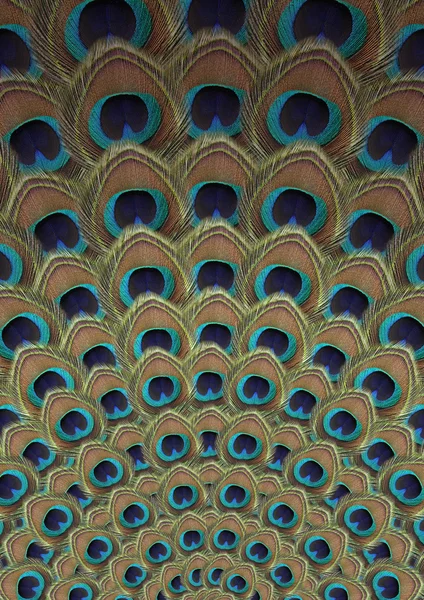 Tüy tavus kuşu arka plan