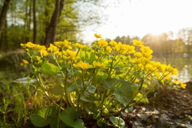 Sarı çiçekli bir bitkinin makro resmini kapat.