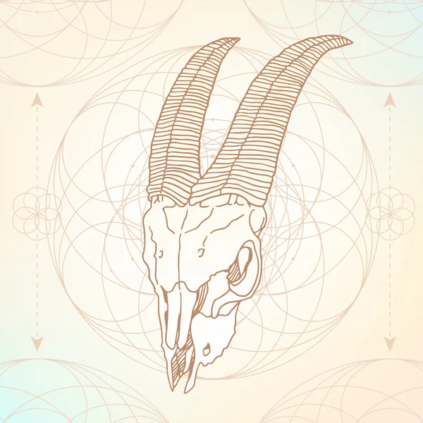 Animal skull sacred geometry — Stock Vector
