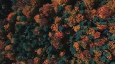 Yukarıdan sonbahar renkli ormanın havadan görünüşü