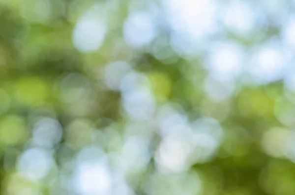 Green bokeh from tree — Stock Photo, Image