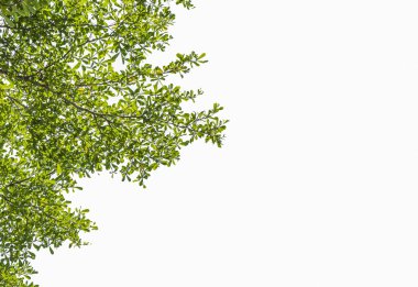 Beyaz arkaplanda yeşil yaprak izole edildi