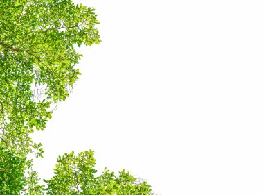 Beyaz arka plan üzerinde yaprak çerçeve.