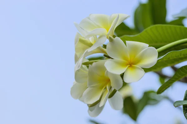 Flor de lan thom — Fotografia de Stock