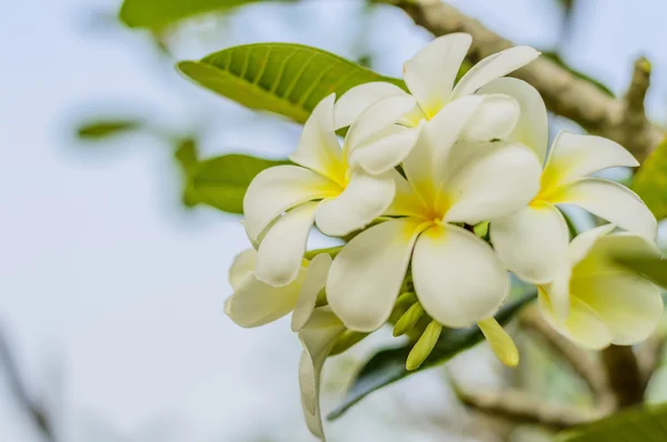 Lan thom flor — Foto de Stock