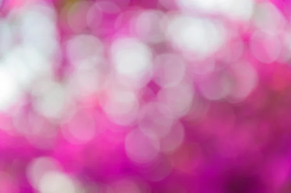 Abstract blur with bokhe of light through the trees. — Stock Photo, Image