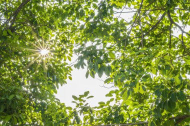 Yeşil yapraklar ve güneş