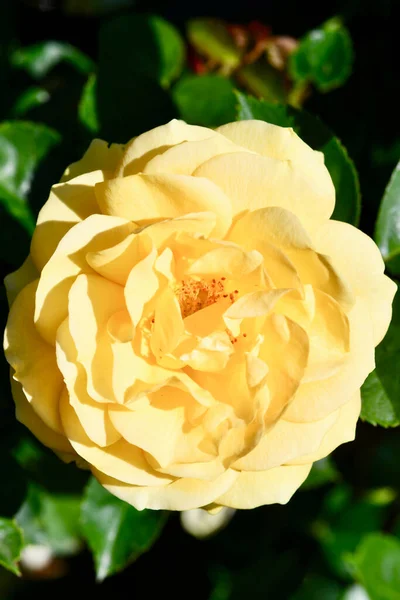 A yellow rose with an emerging bud. Soul mate is a floribunda rose by Tom Carruth, USA.