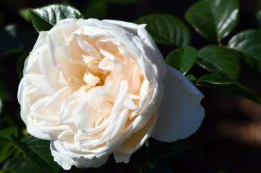 Beyaz bir gülün yakın çekimi. Yaz Anıları, Kordes, Almanya 'nın 2004 yılında yayınladığı bir çiçektir..