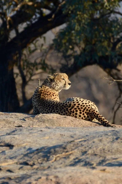 Guépard Surveille Son Domaine Kruger Park Afrique Sud — Photo