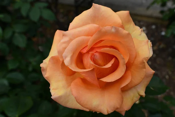 Une Rose Orange Dans Jardin Feuillu — Photo