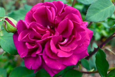 Lithgow, Avustralya 'da bir bahçede güzel kırmızı bir gül.